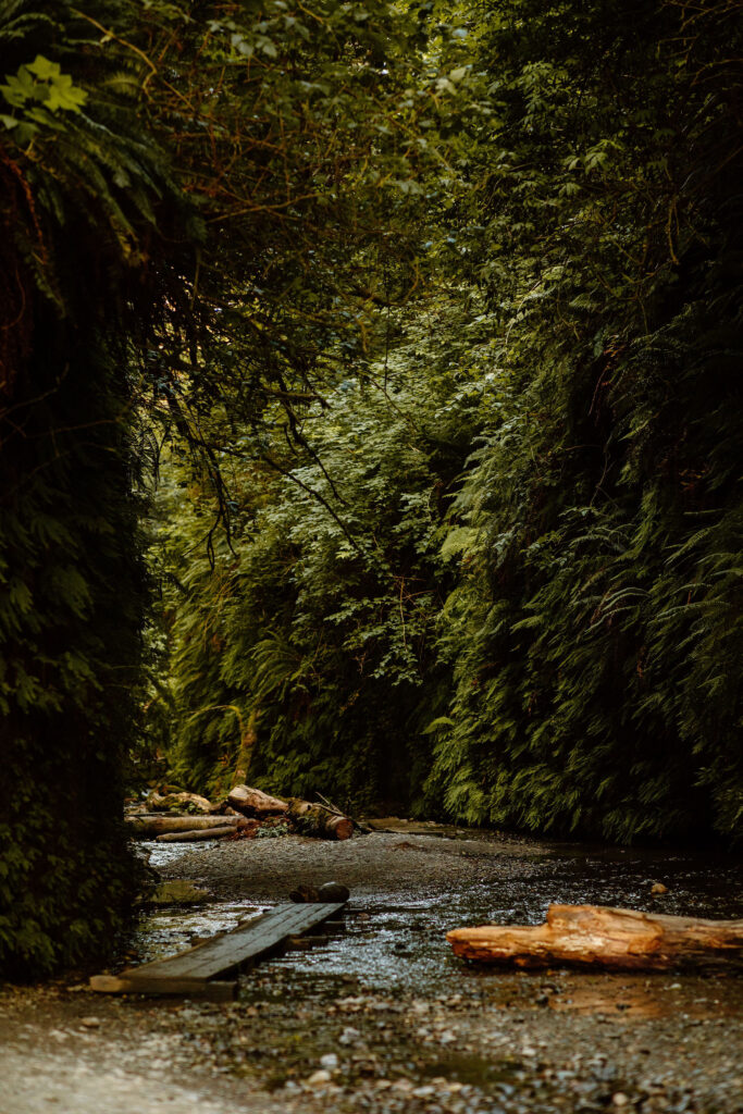 Prairie Creek Redwoods