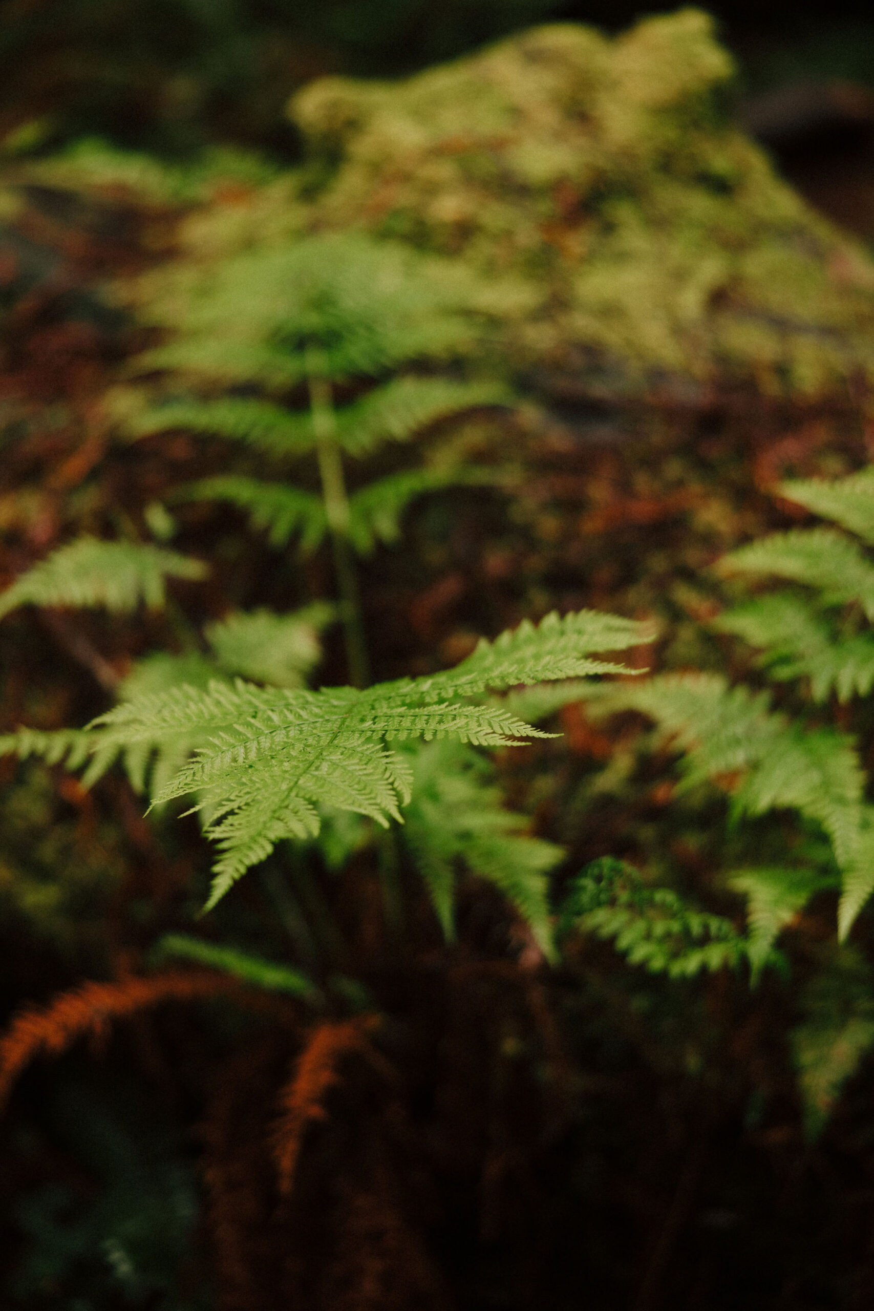 stunning Redwood forest landscape photo