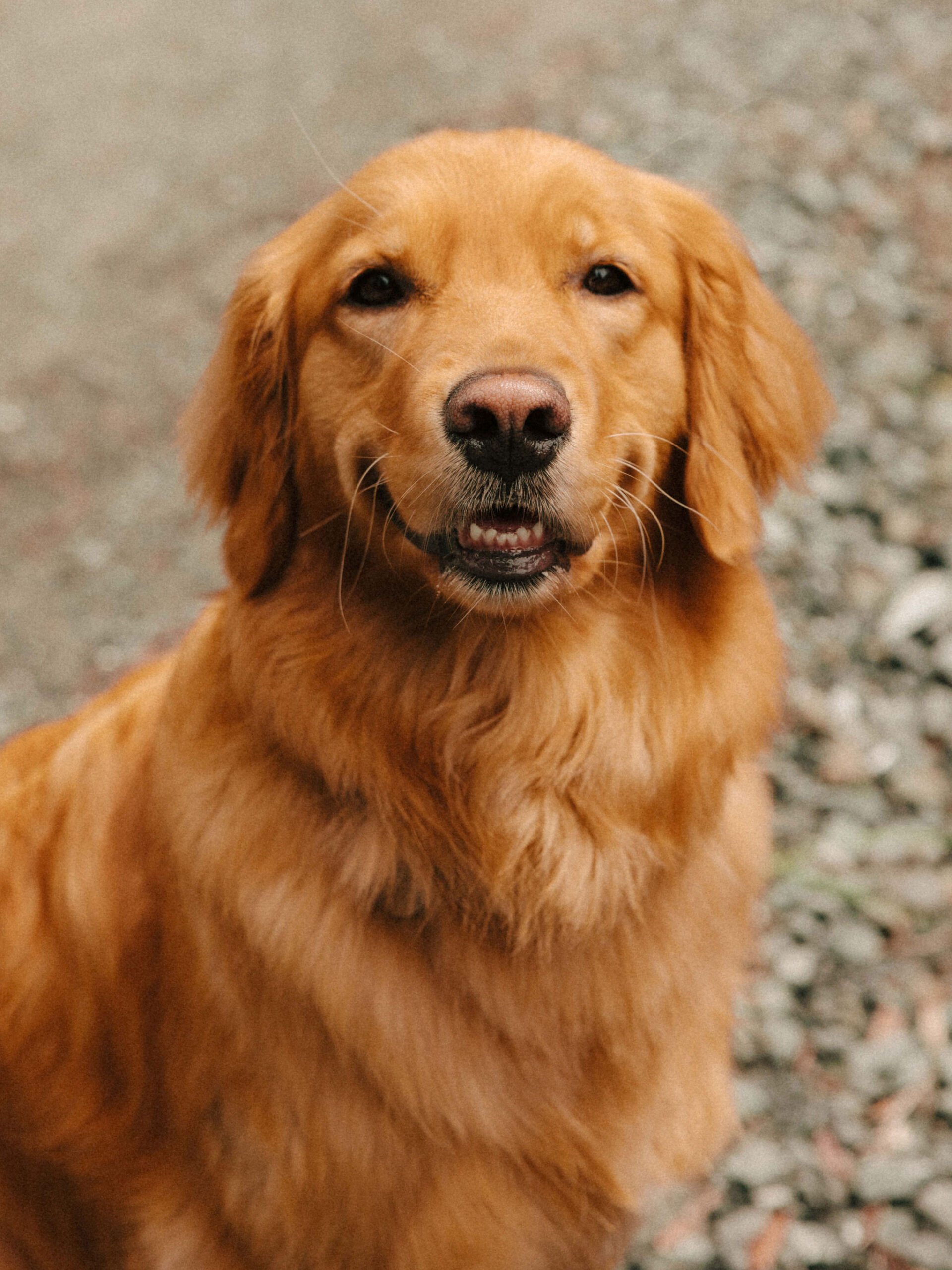 beautiful golden retreiever poses for a picture on a California beach