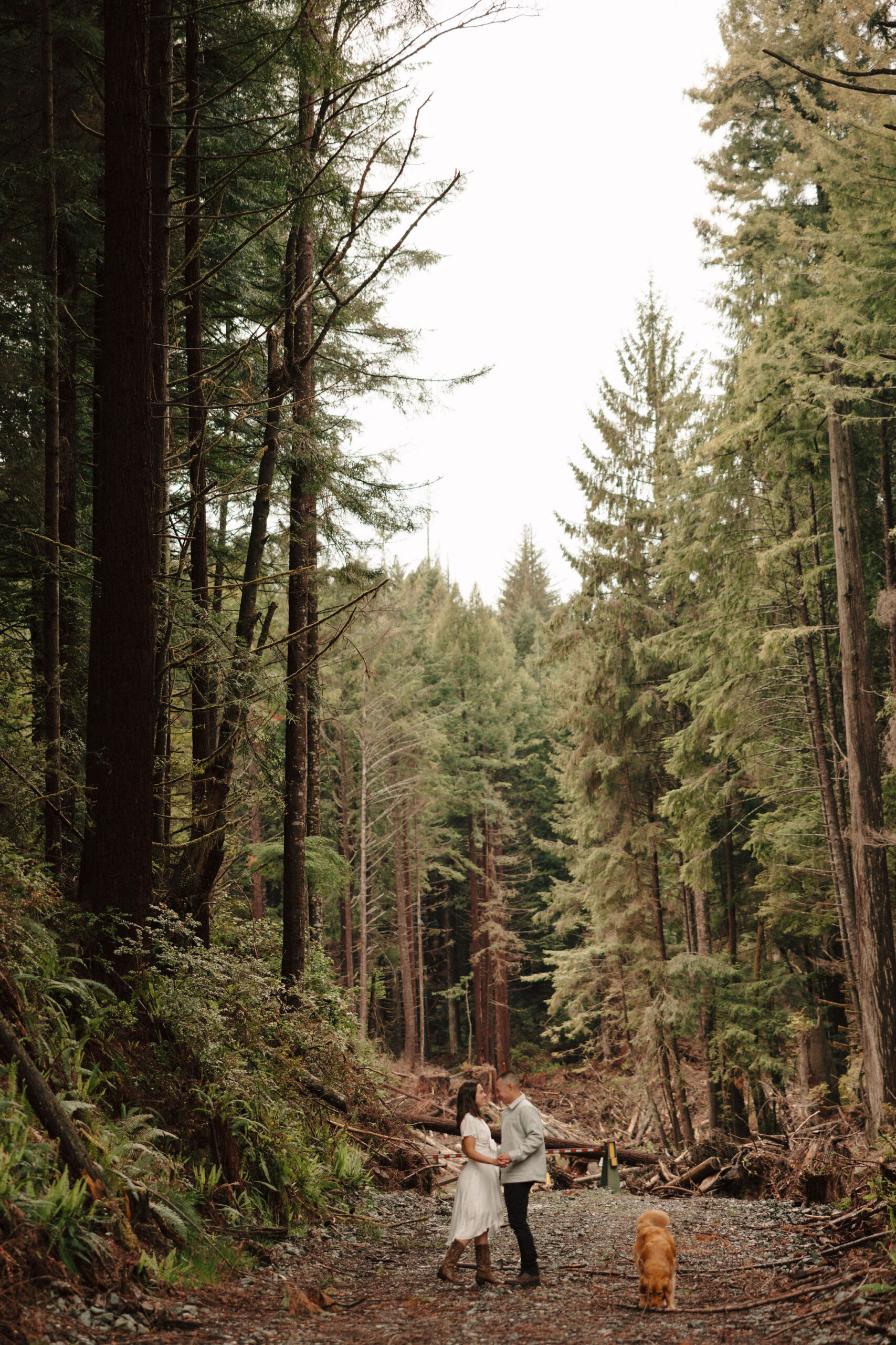 stunning couple pose amongst the gigantic Redwood trees during their documentary style northern california engagement photos