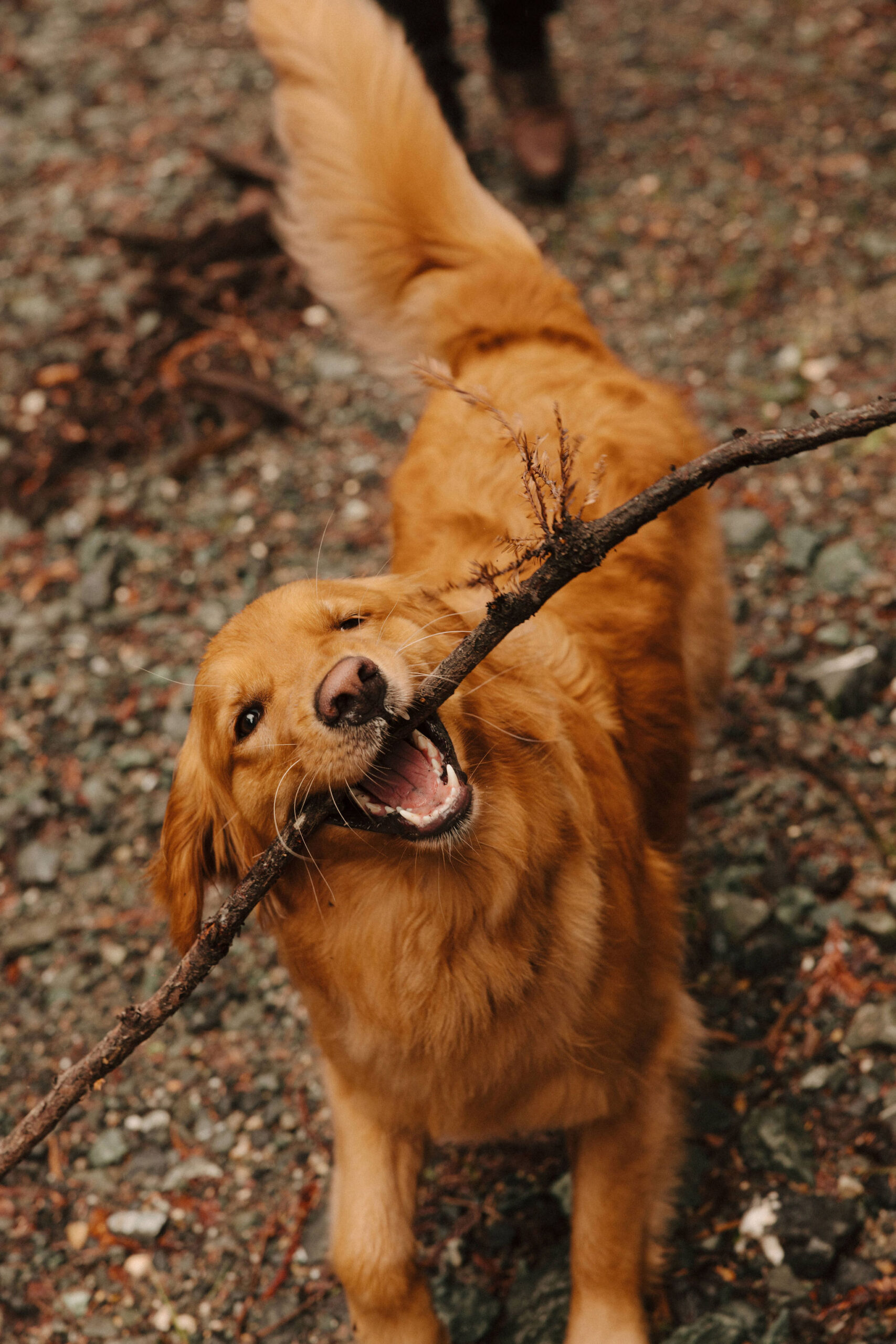 beautiful dog plays with a stick