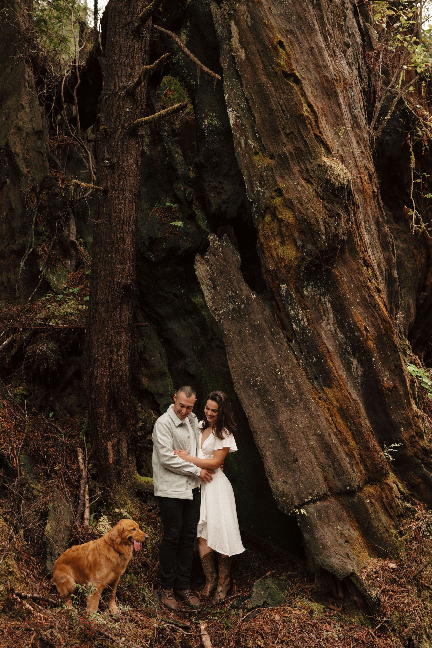 stunning couple pose amongst the gigantic Redwood trees during their documentary style northern california engagement photos