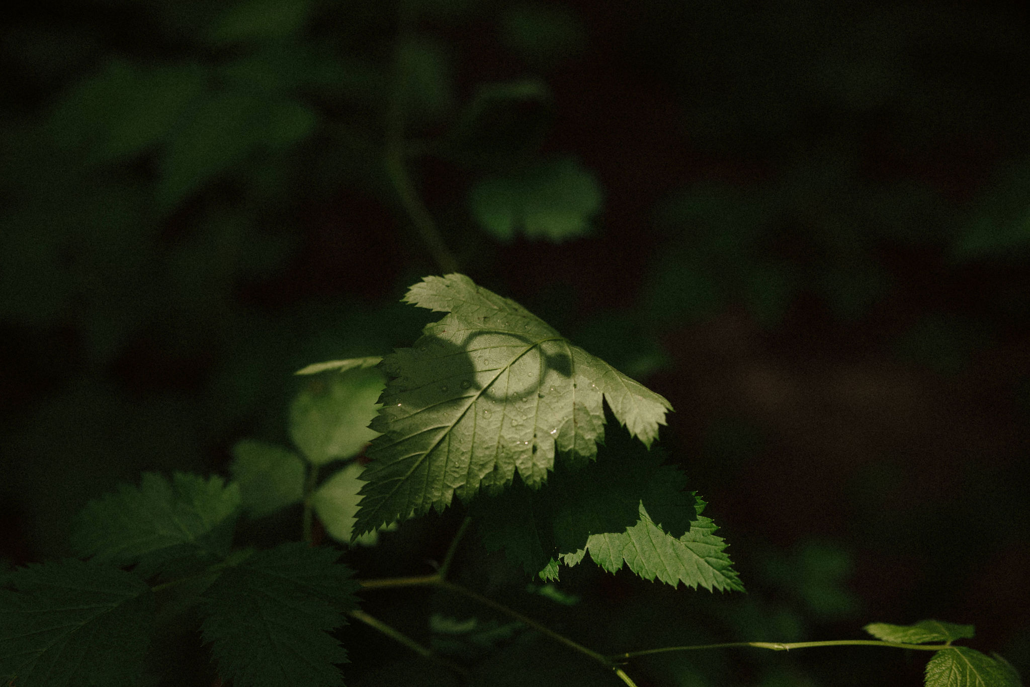 stunning Redwood forest landscape photo