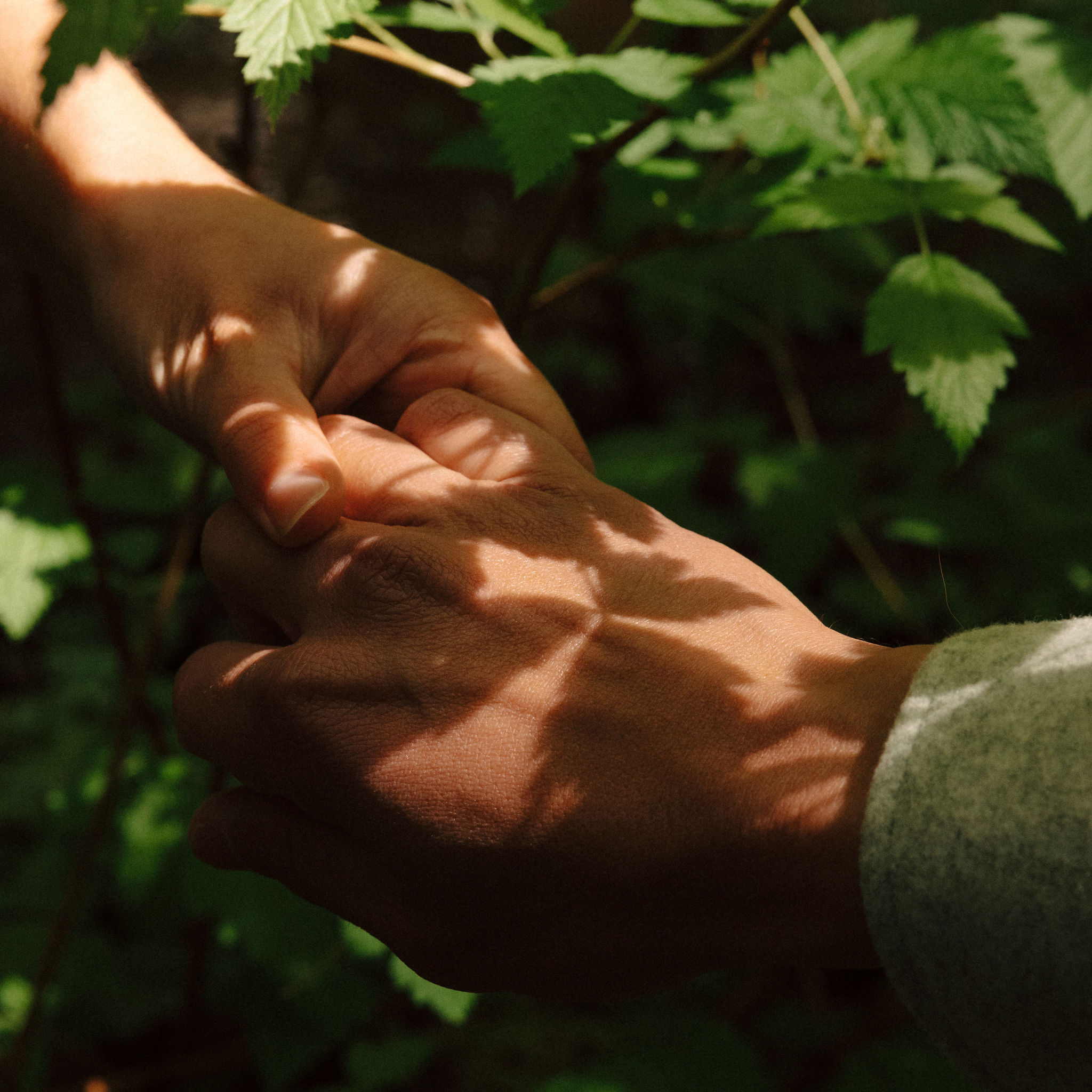 couple holds hands against the green leafs of a Redwood forest