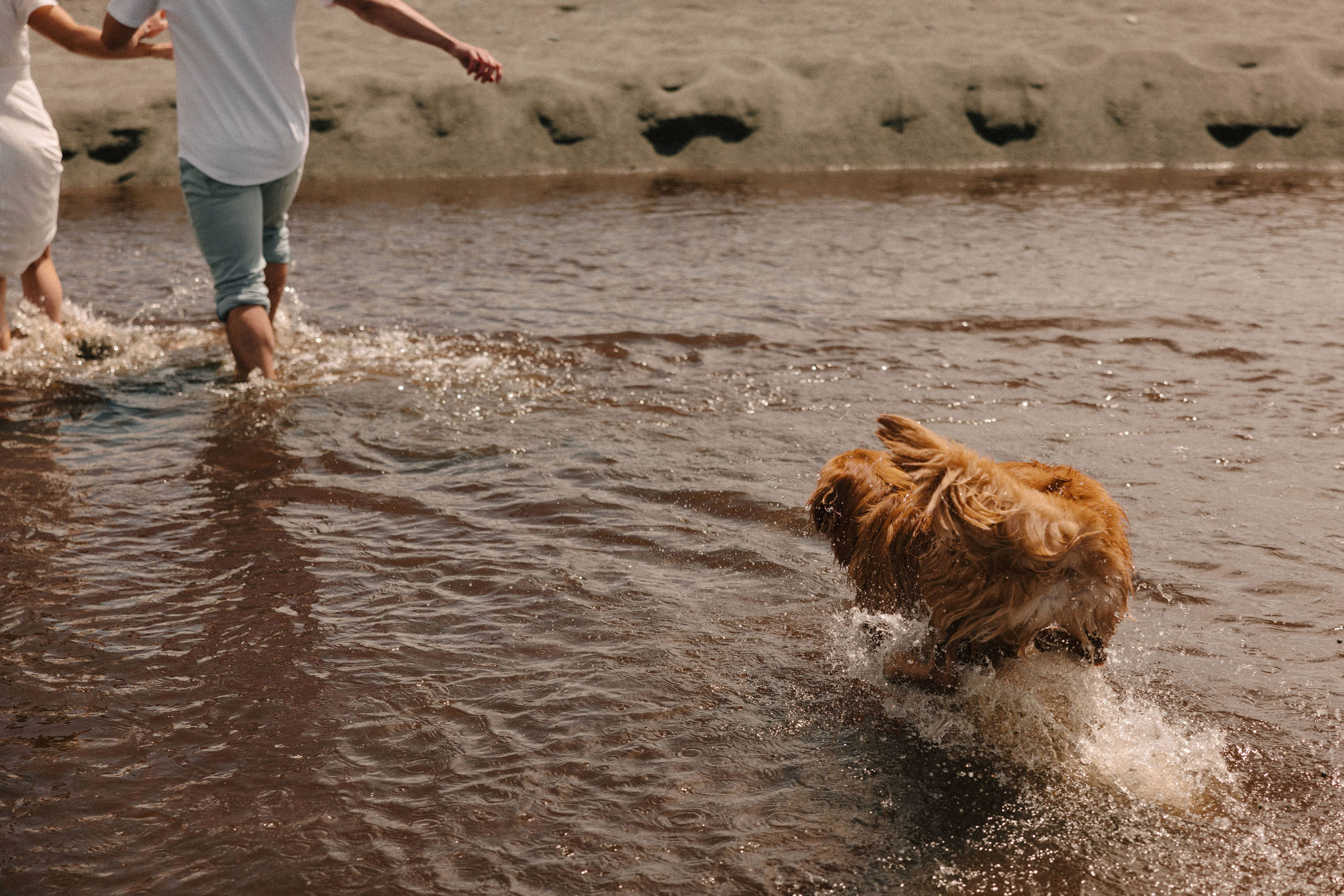 beautiful golden retriever plays in the water during his owners engagement photoshoot