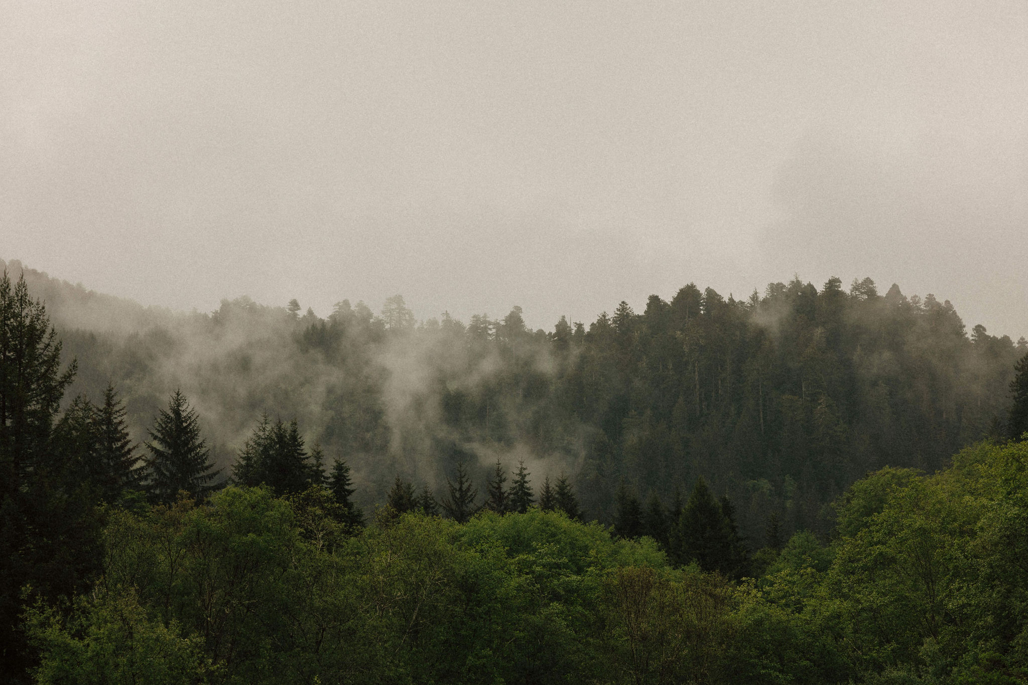 stunning Redwood forest landscape photo