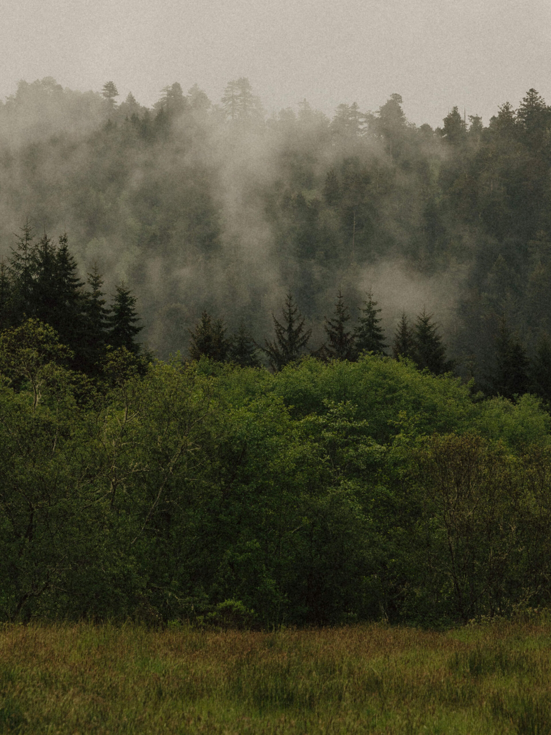 stunning Redwood forest landscape photo