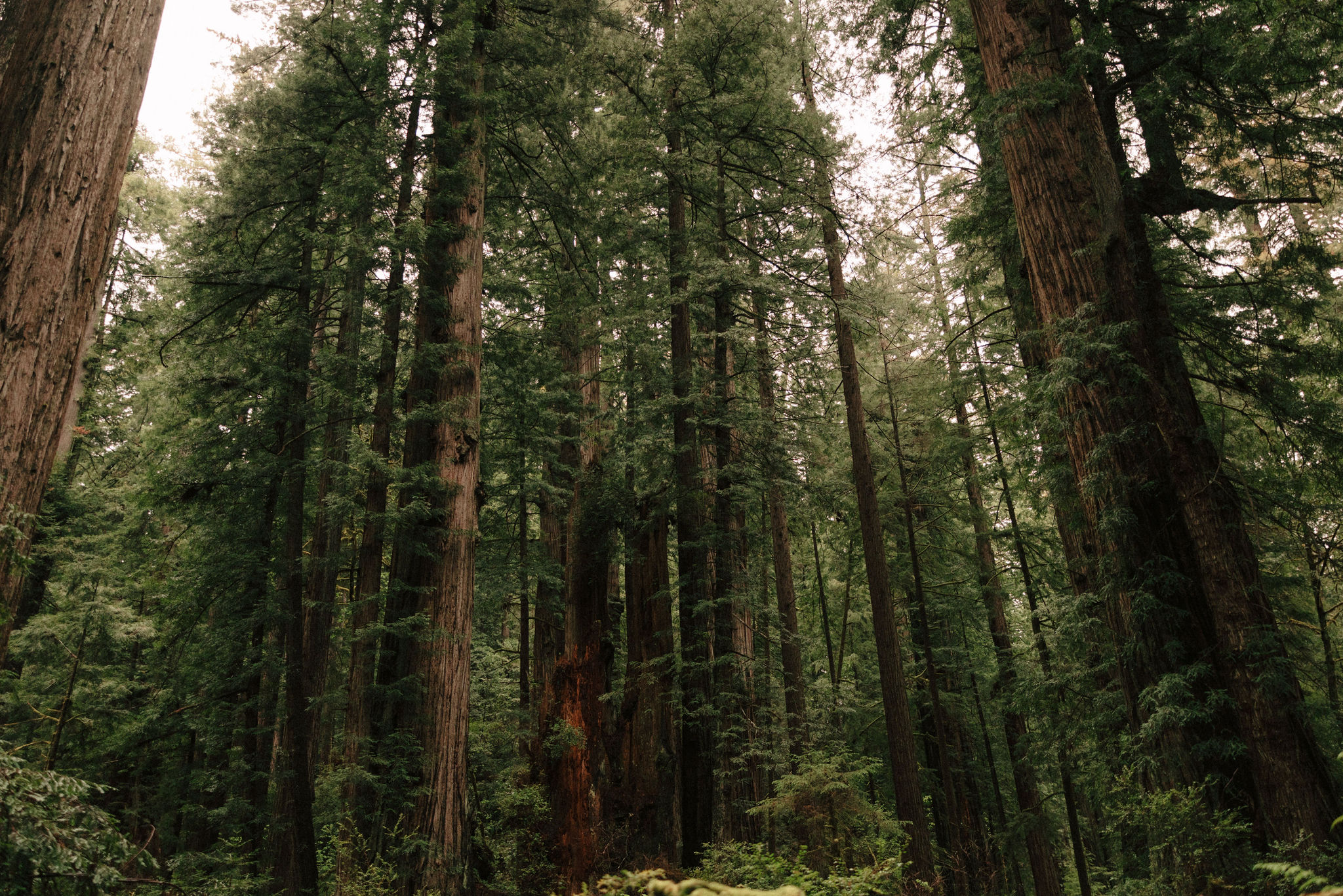 stunning Redwood forest landscape photo