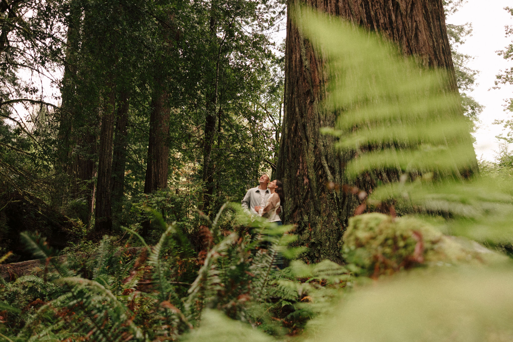 stunning couple pose amongst the gigantic Redwood trees during their documentary style northern california engagement photos