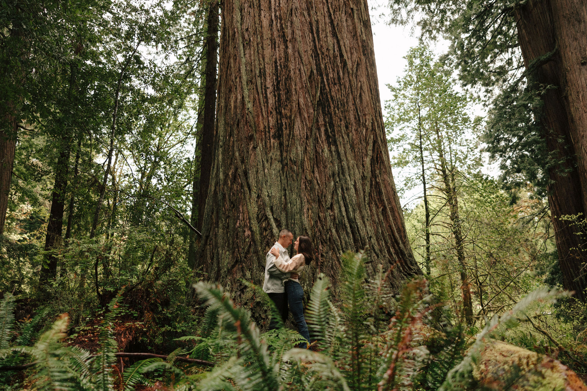 stunning couple pose amongst the gigantic Redwood trees during their documentary style northern california engagement photos