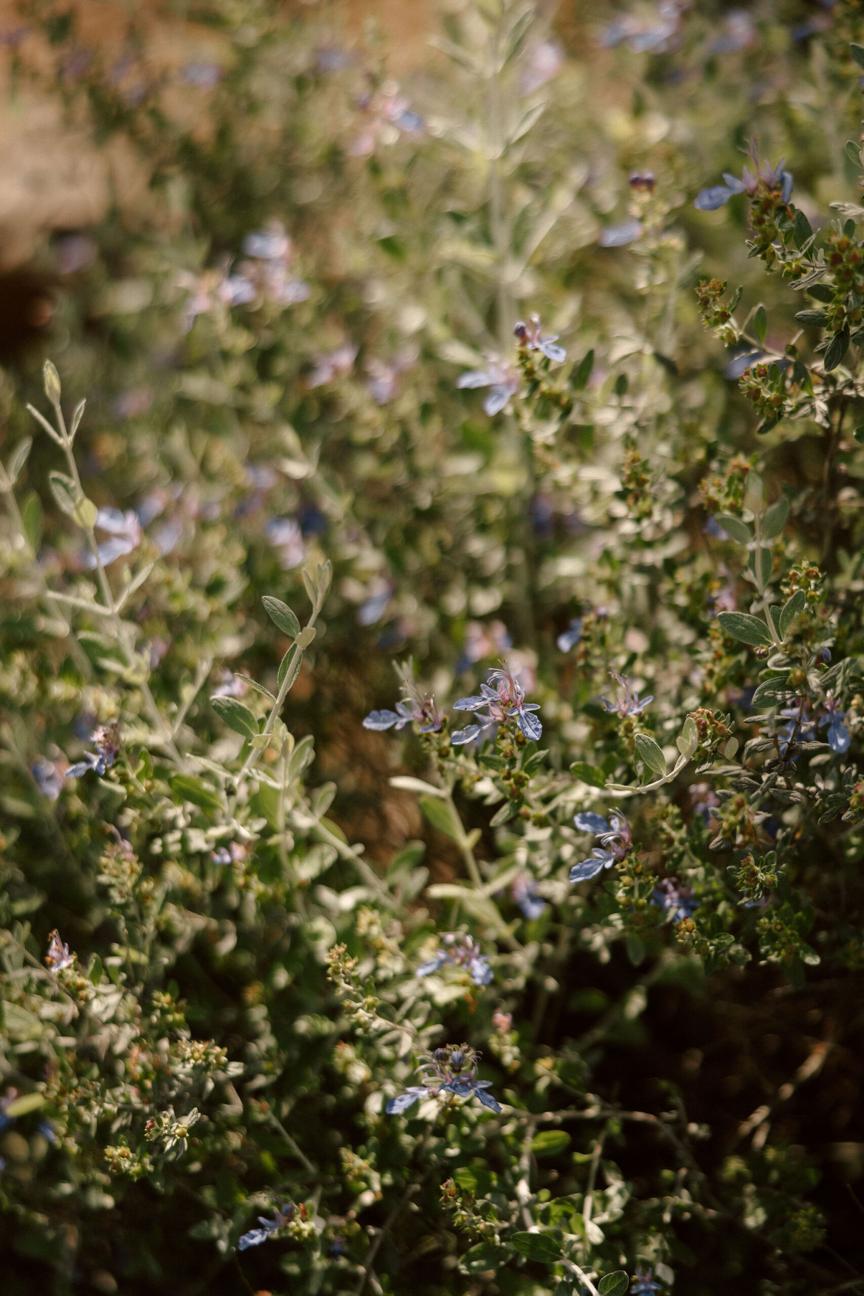 stunning California winery wedding venue