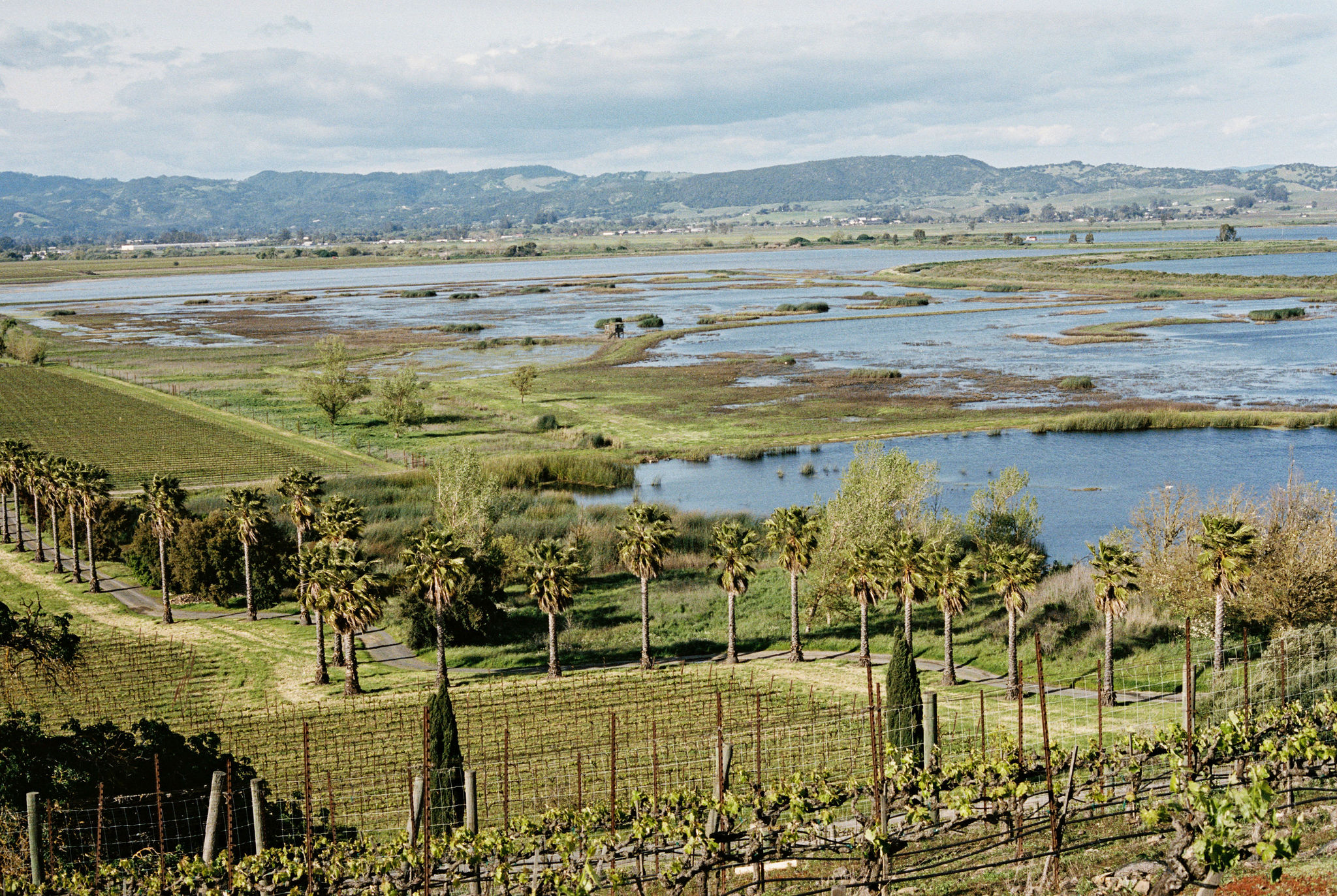 stunning California winery wedding venue