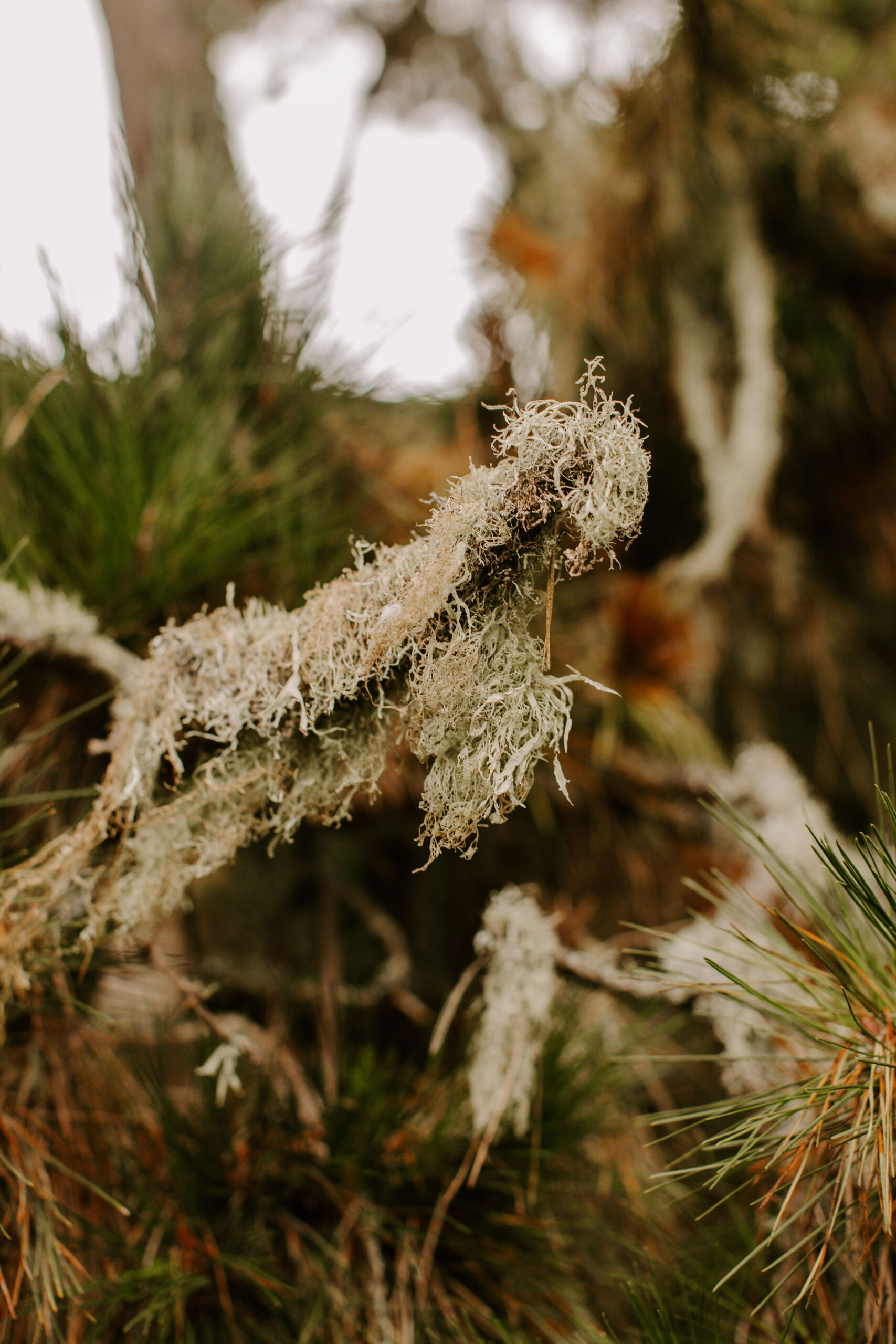 dreamy details of a stunning California wedding day