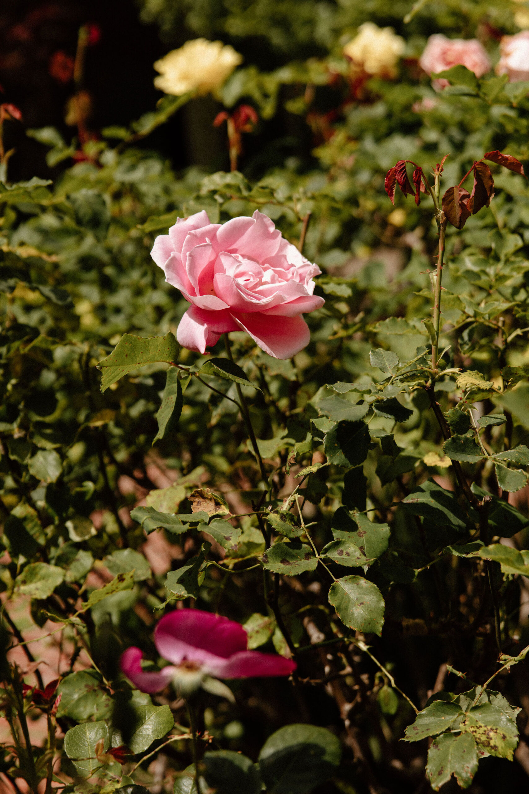 beautiful wedding details of a perfect winery wedding day in Sonoma