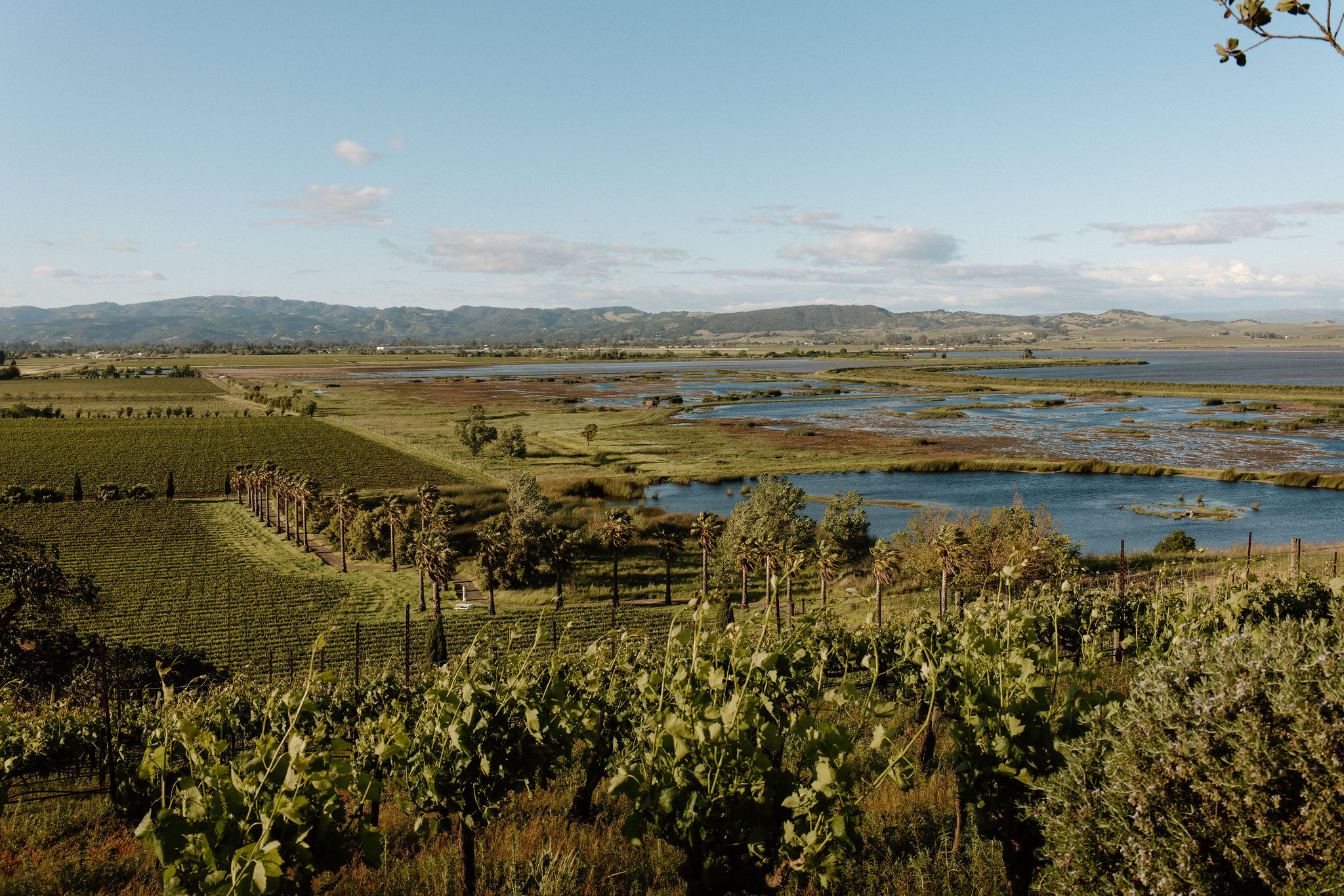 stunning documentary style wedding photography from a perfect Sonoma county winery wedding day