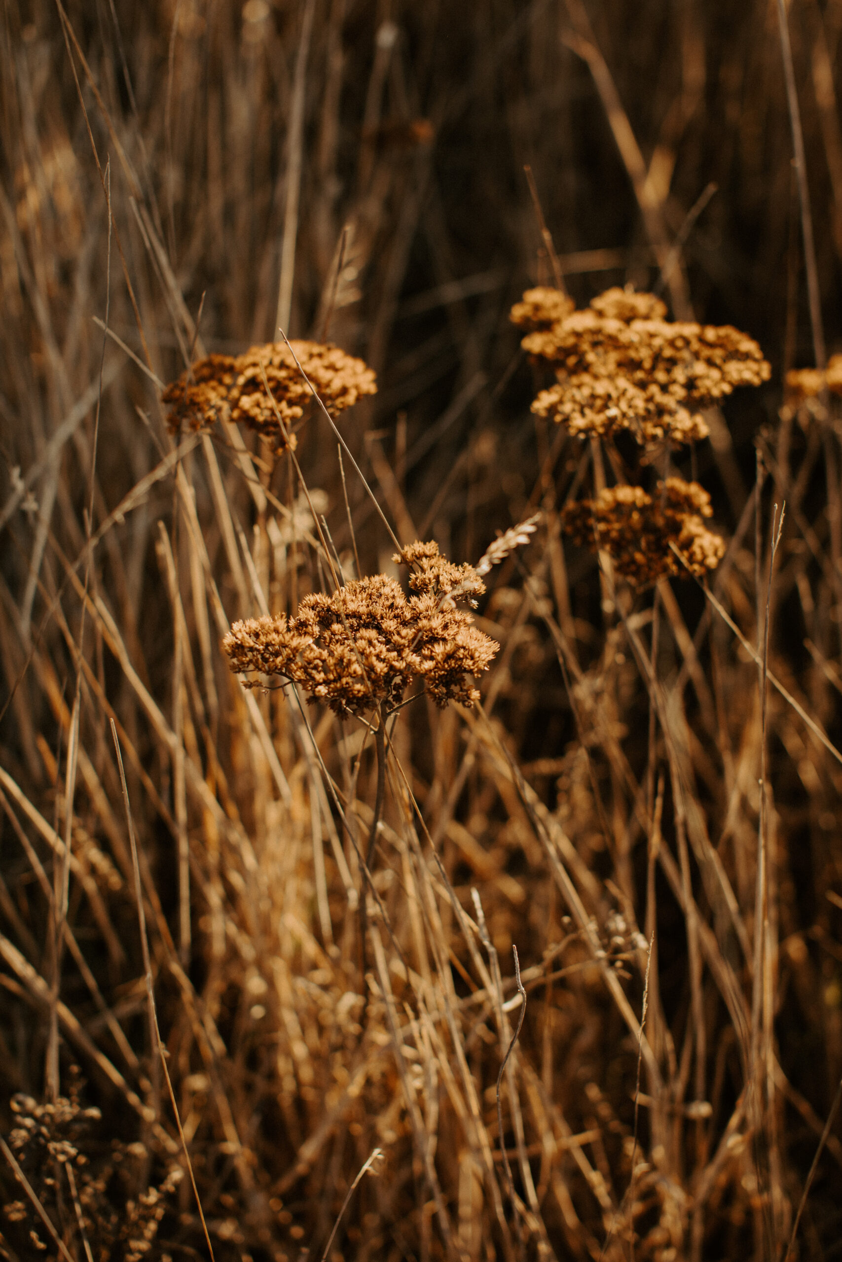 beautiful wildflowers in a California field